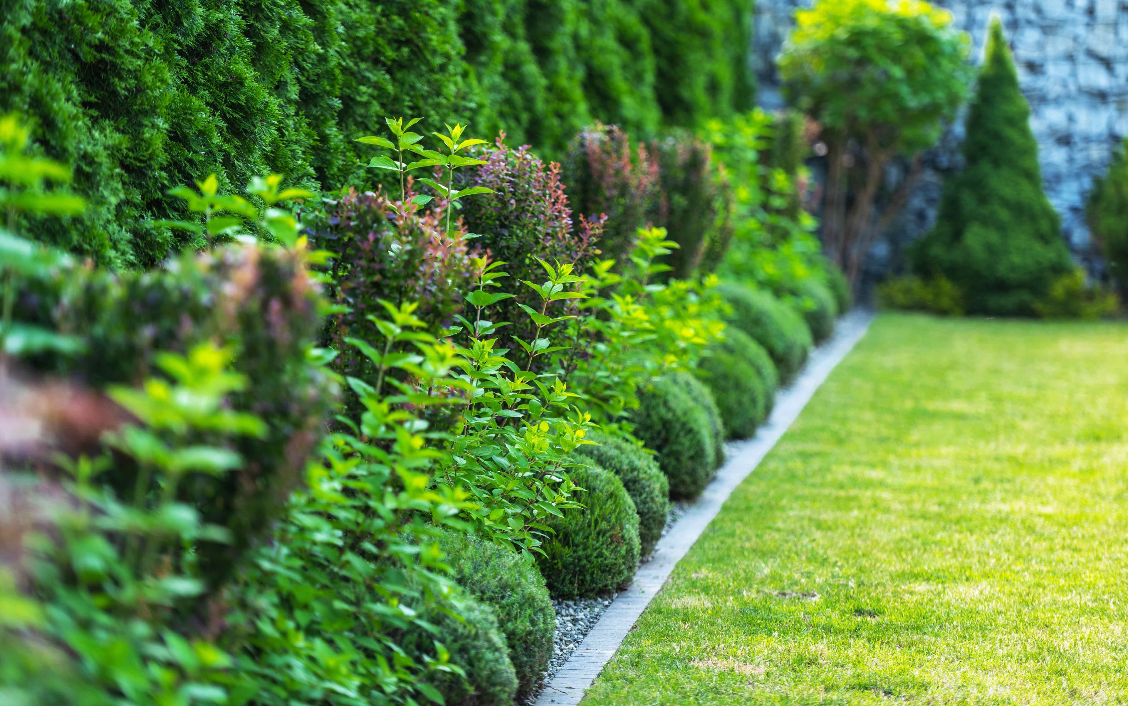 A trimmed hedge row and landscaping bed along the edge of a well-kept lawn