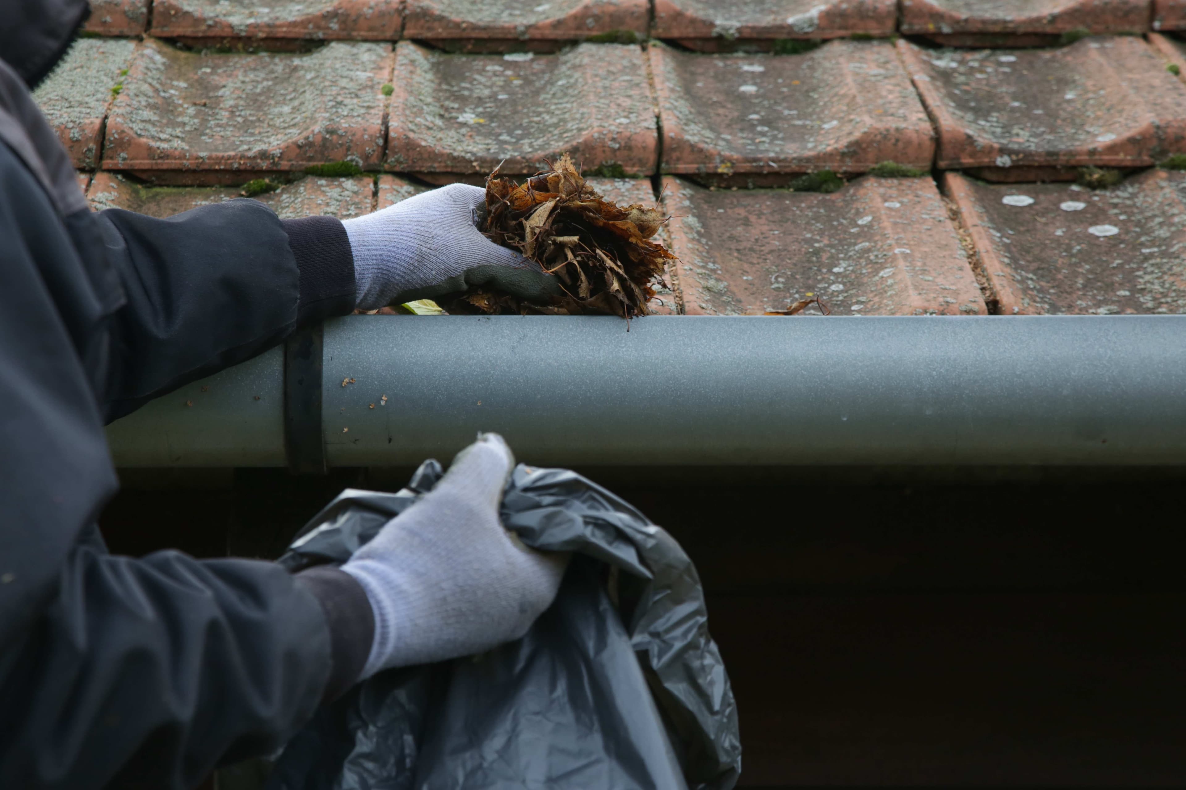 A gloved hand pulling a clump of wet, decayed leaves out of a gutter beneath a clay tile roof, with an open trash bag below