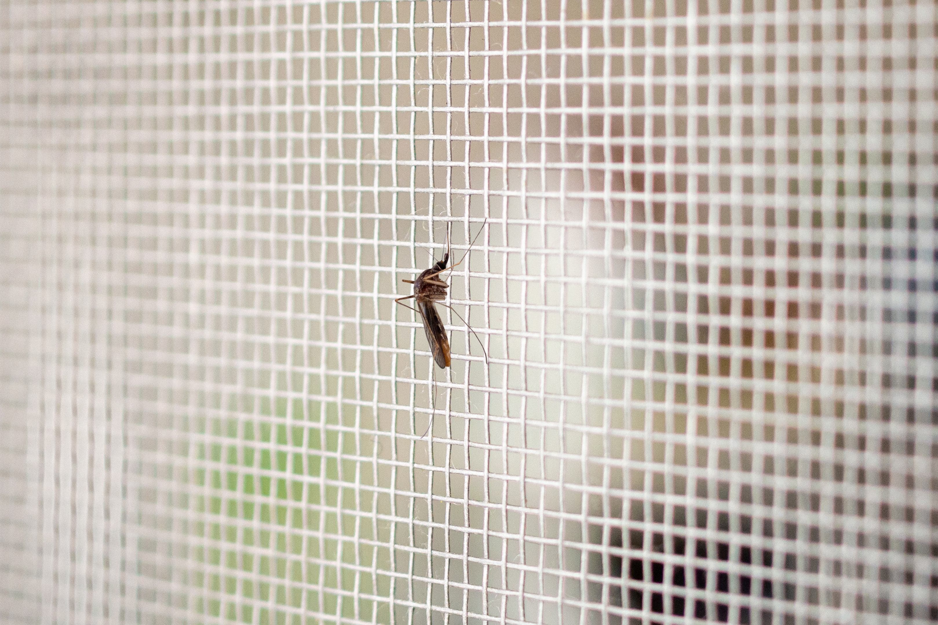 A mosquito resting on a window screen, illustrating why intact mesh matters for keeping insects out