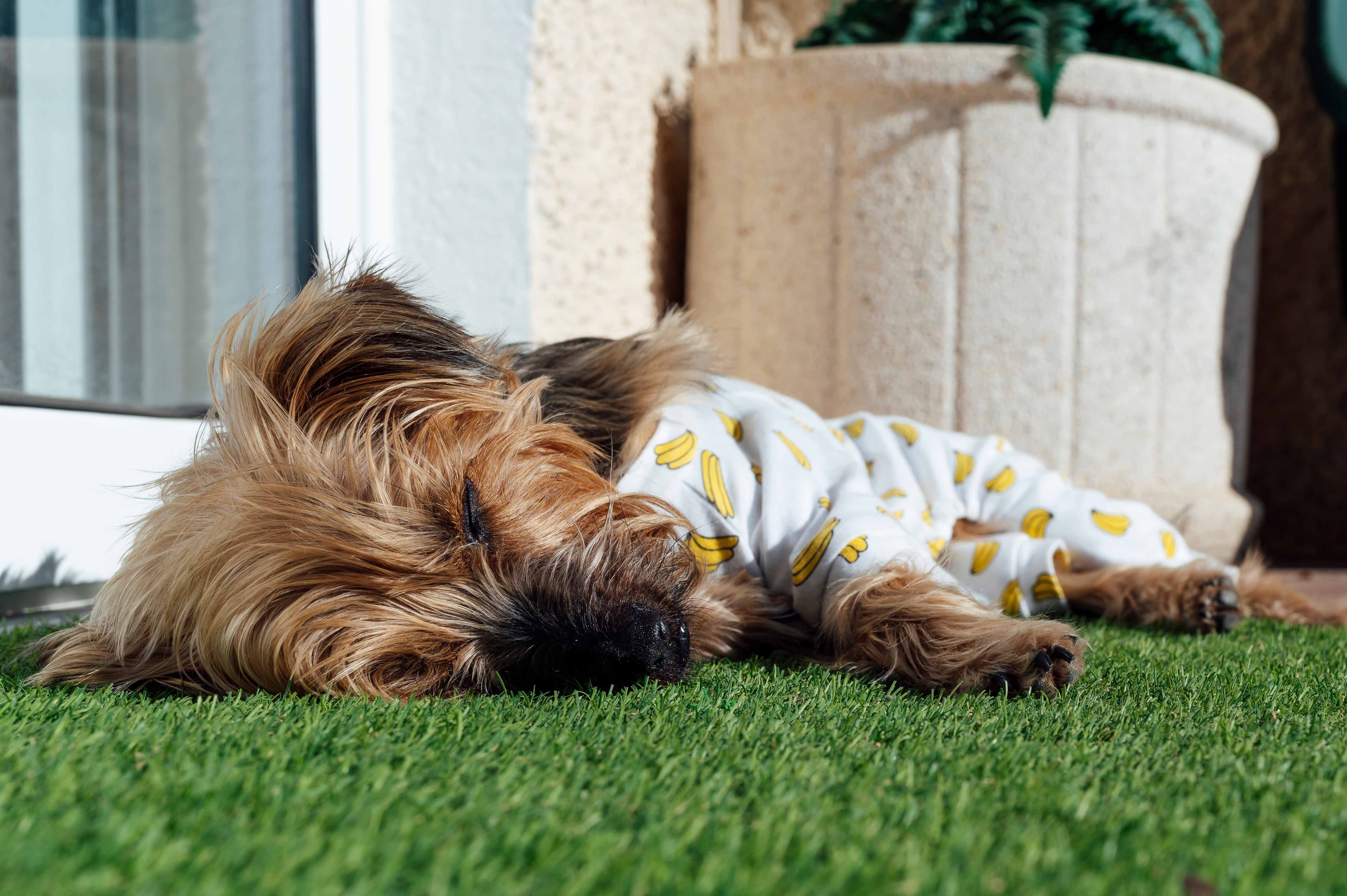 Small dog relaxing on bright green artificial turf in a residential backyard