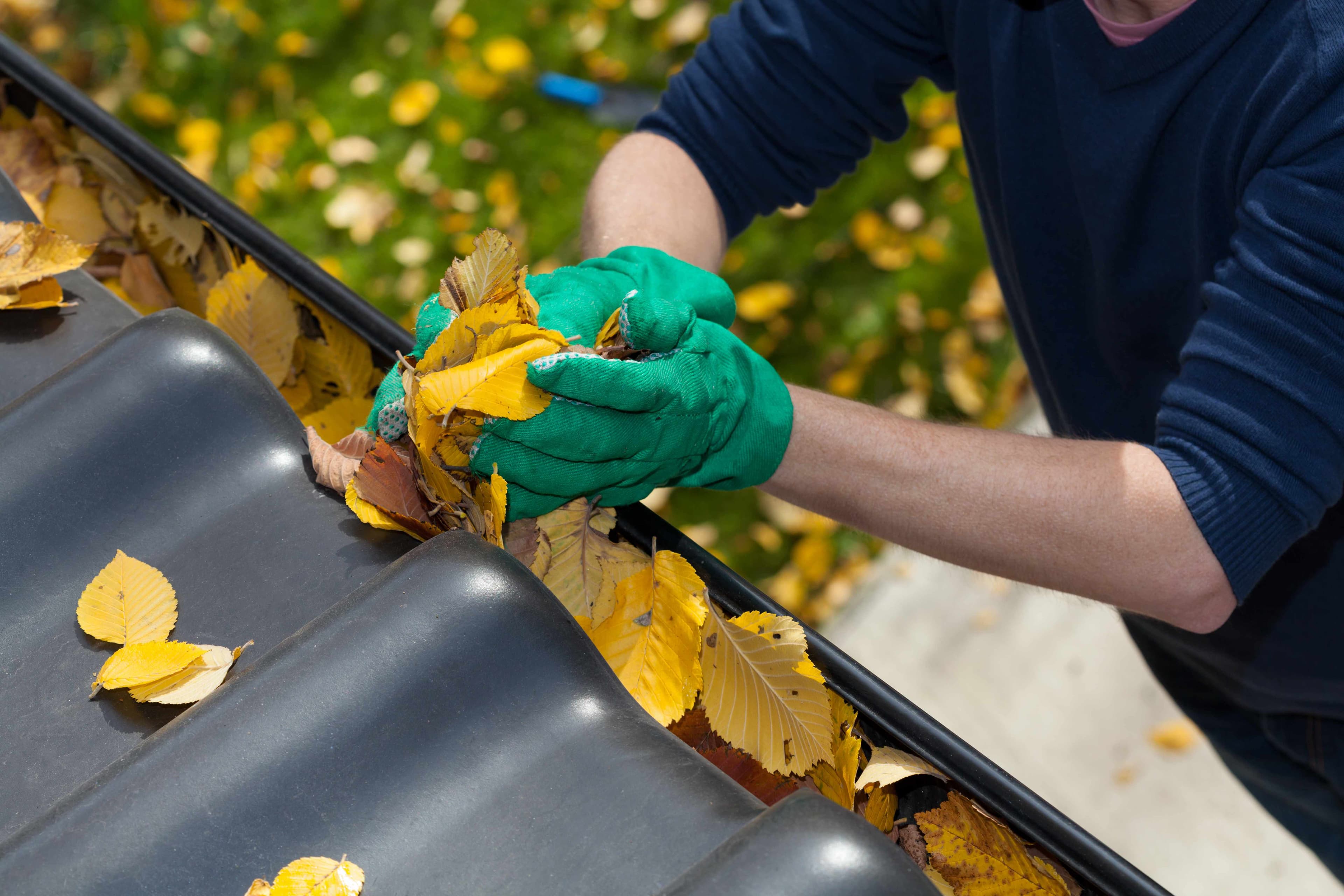 Gloved hands removing a buildup of fallen leaves from inside a clogged gutter channel.