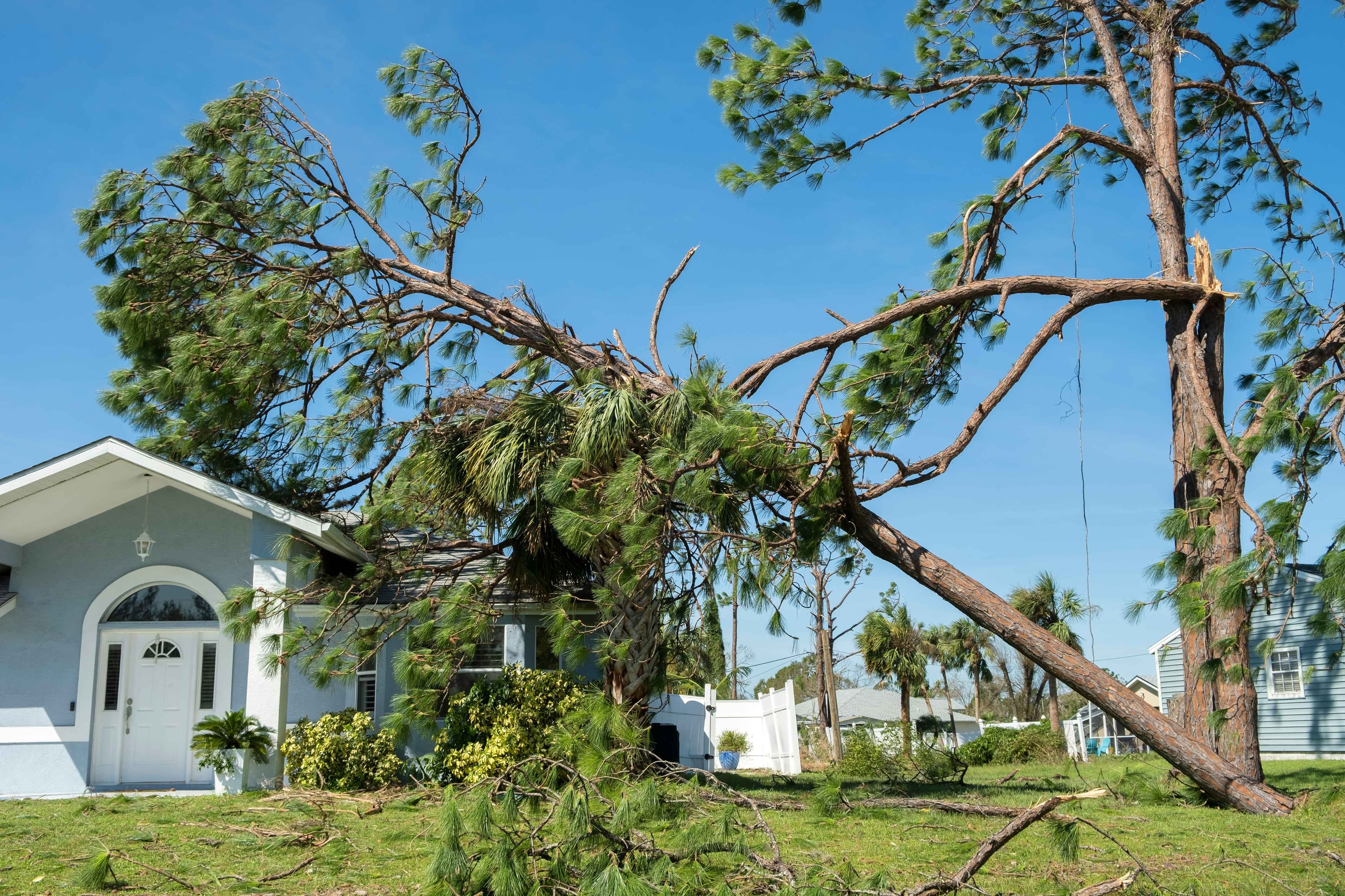 A large fallen tree leaning against a house near a white fence after storm damage