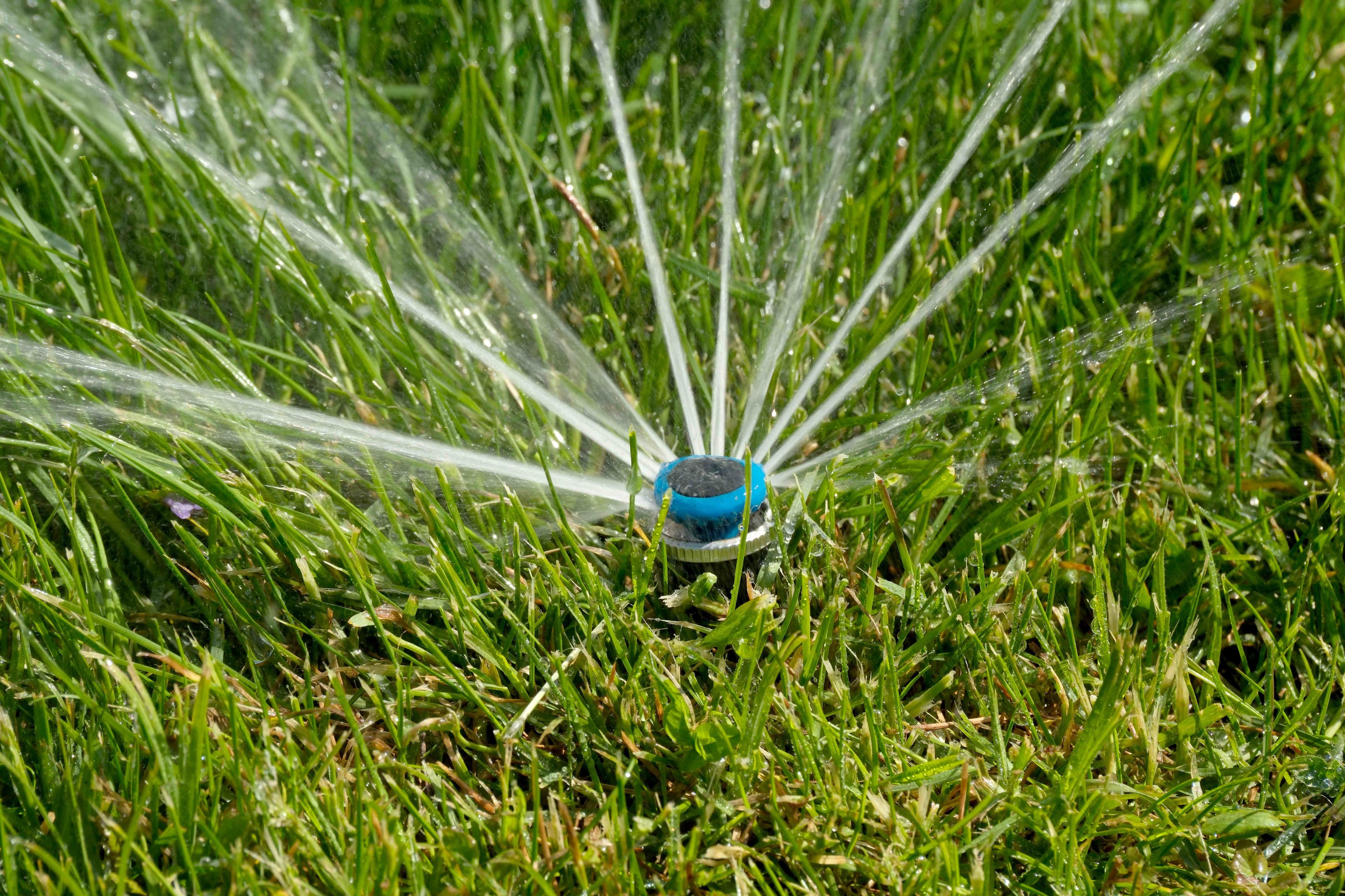 A lawn sprinkler head spraying water in multiple thin streams across green grass