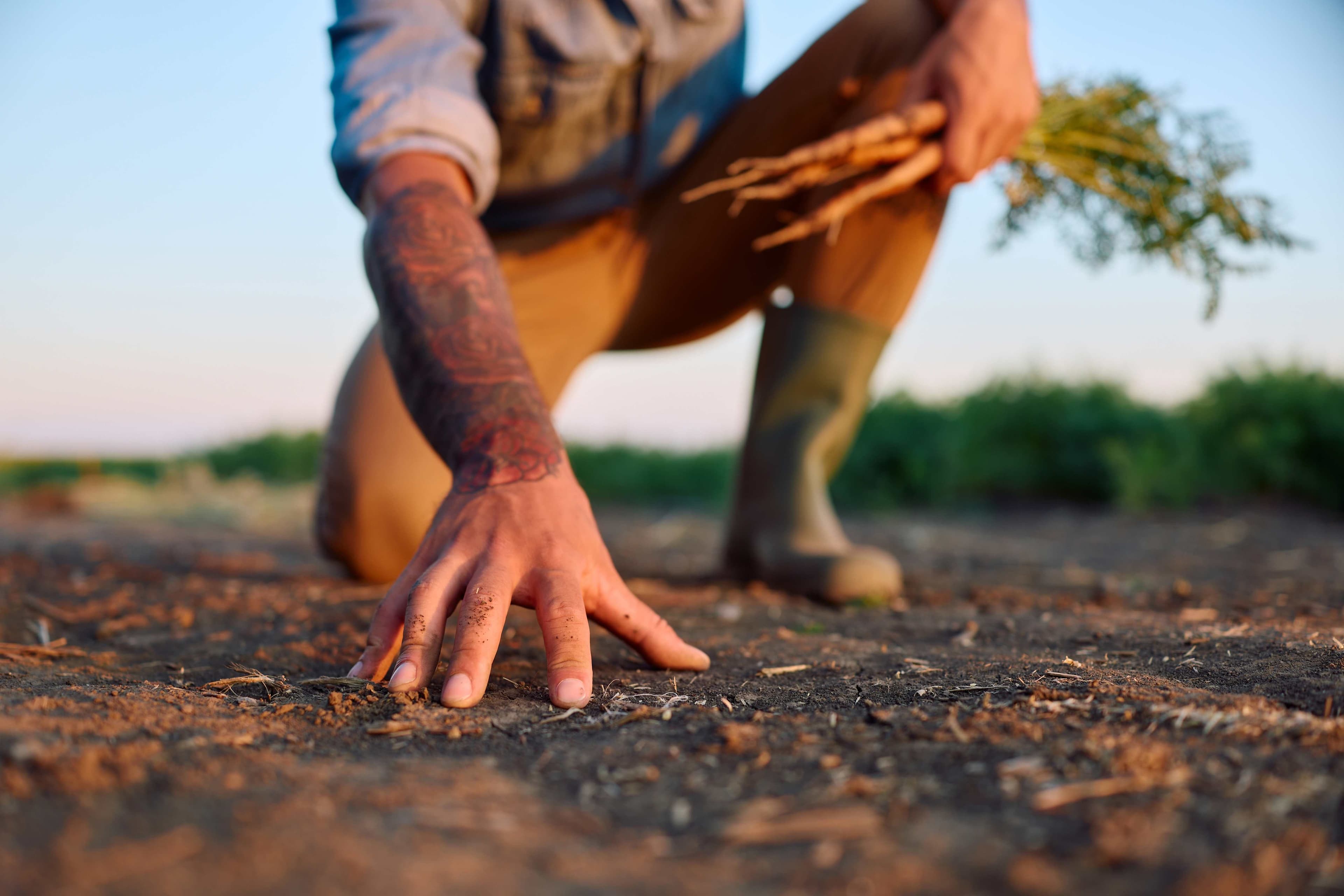 A person kneeling and reaching a hand into dry, cracked soil while holding a bundle of dried roots and plant stems
